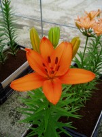 [1680 Caluroso DJ No01.JPG]